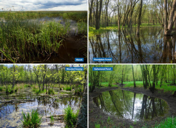 Are there any wetlands on or near your property?
